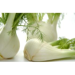 Fenchel