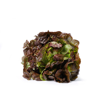 Eichblattsalat  rot